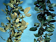 ハダニに侵されたリンゴの葉(左側) ハダニに侵されたリンゴの葉(左側)