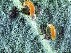 アブラムシに果敢に挑む アブラムシに果敢に挑む